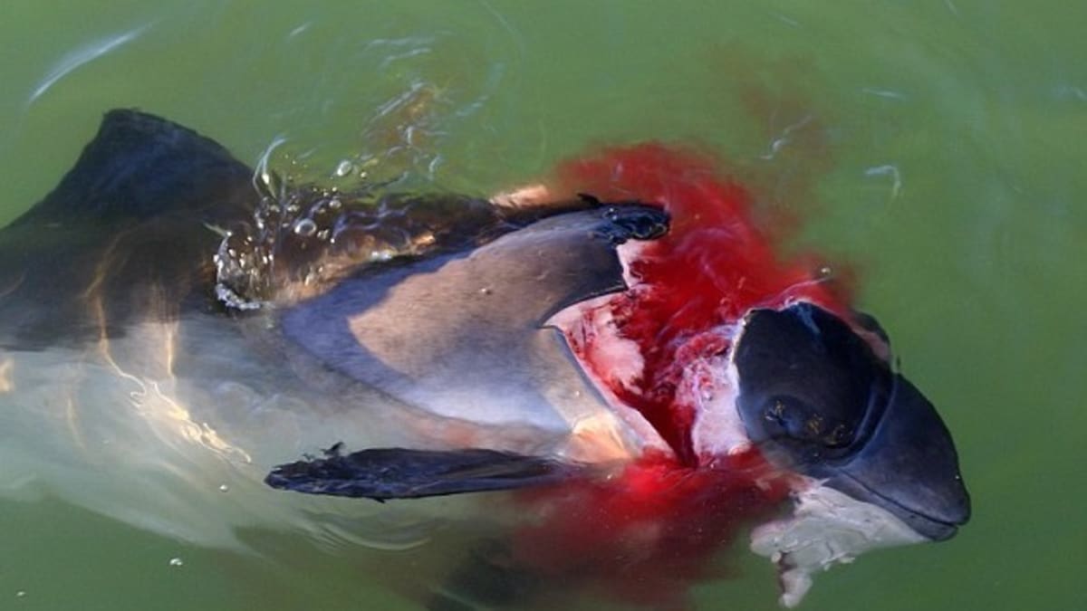 Sviňucha zabitá tuleněm