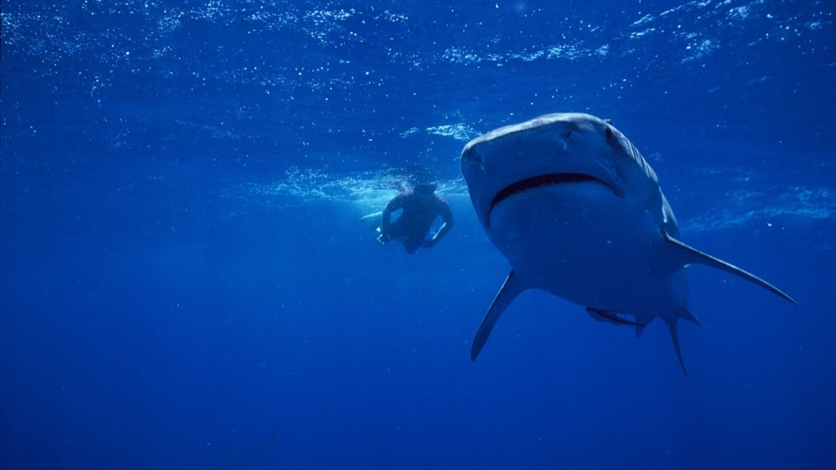 Tajemství žraloků tygřích