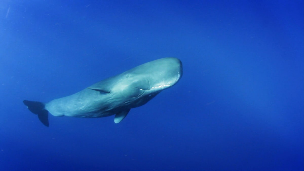 Velrybáři rychle zdecimovali populaci velryb žijících u pobřeží a velryby se díky své inteligenci přesunuly jinam