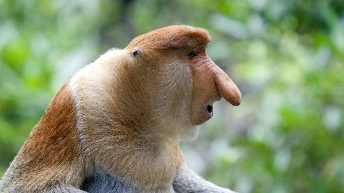 Hlava kahaua nosatého