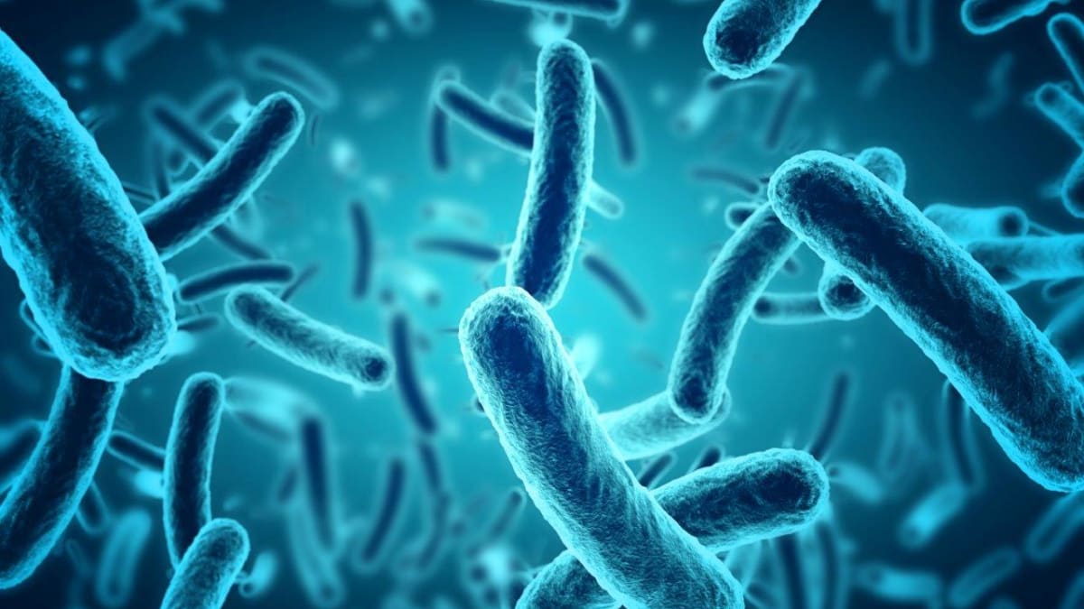 Všudypřítomné bakterie začnou svou práci už několik minut po smrti člověka
