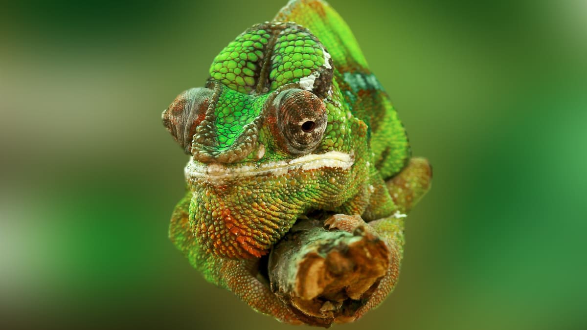 Každé oko kouká jinam, nohy jako kleštičky a jazyk délky těla... to jsou (někteří) chameleoni