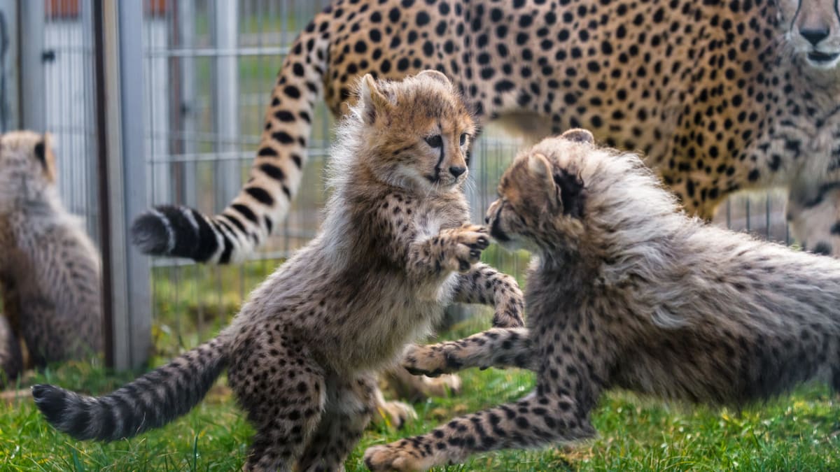 Gepardí mláďata v Zoo Praha - Obrázek 1