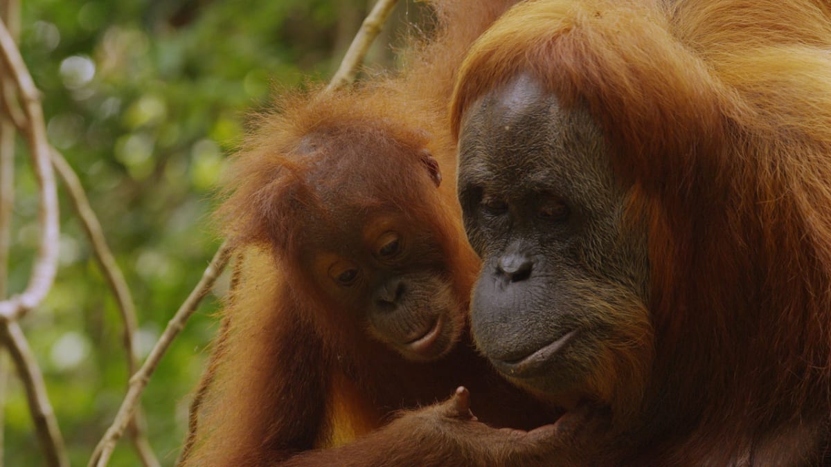 Samice orangutana vychovává své mládě až 12 let