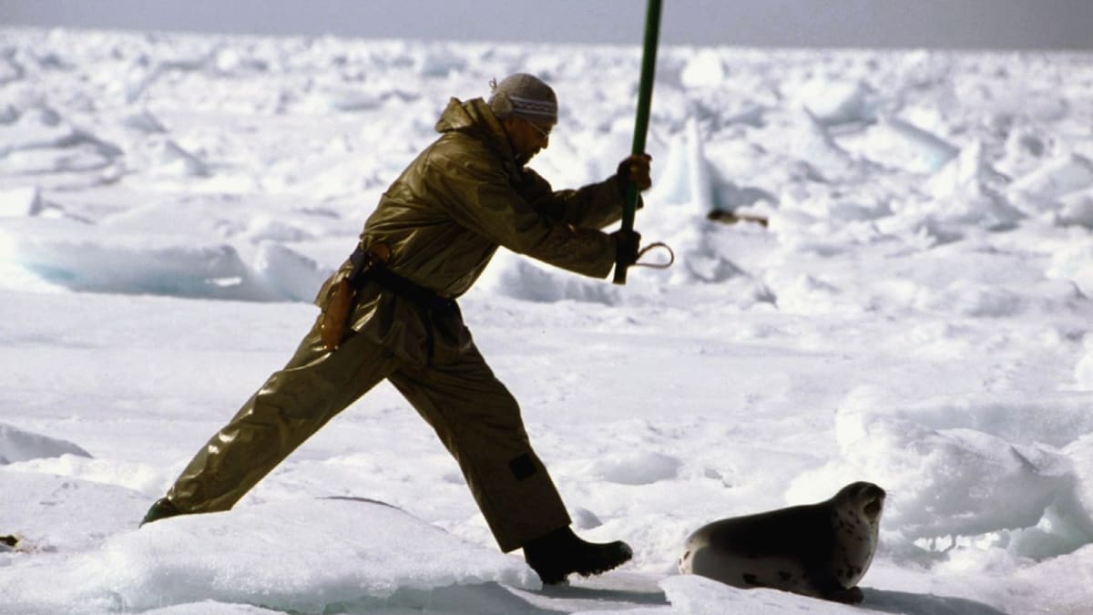 Vybíjení tuleňů v Kanadě - Obrázek 1