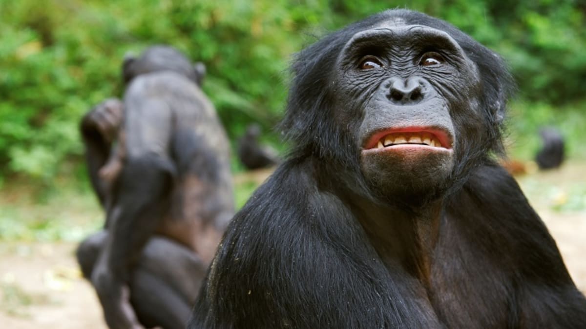 Nešťastný bonobo