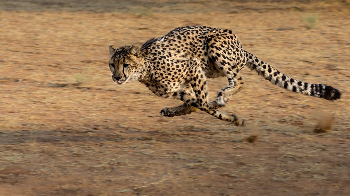 Gepard - nejrychlejší savec planety