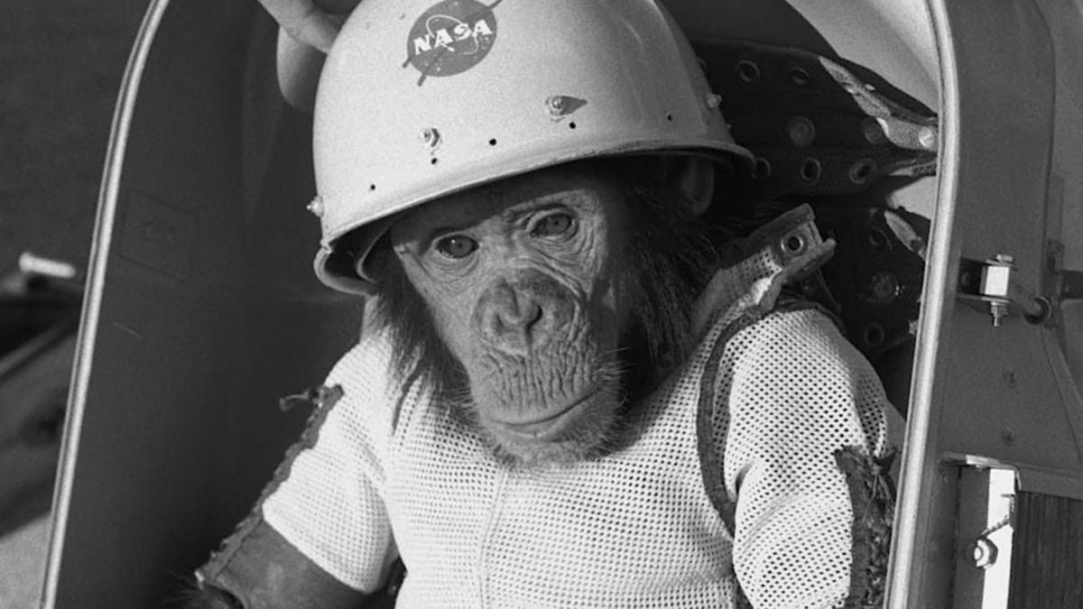 Ham – první šimpanz, který se podíval do vesmíru