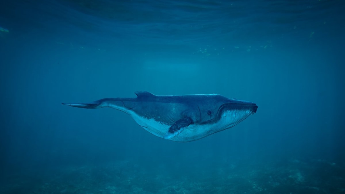 velryby patří mezi nejlepší potápěče savčí říše