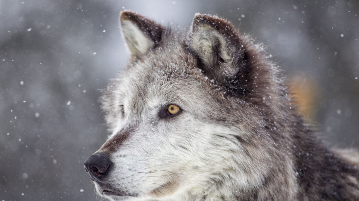 Aljaška se snaží místní vlky chránit jako ohrožený druh