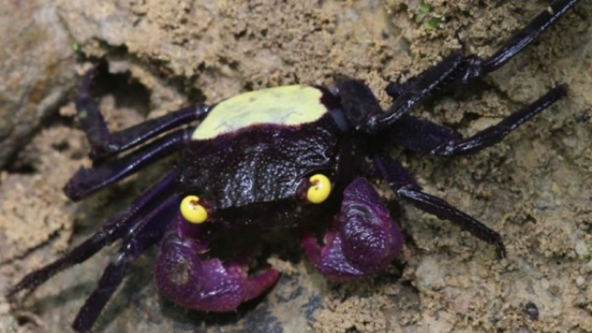 purple vampire crab