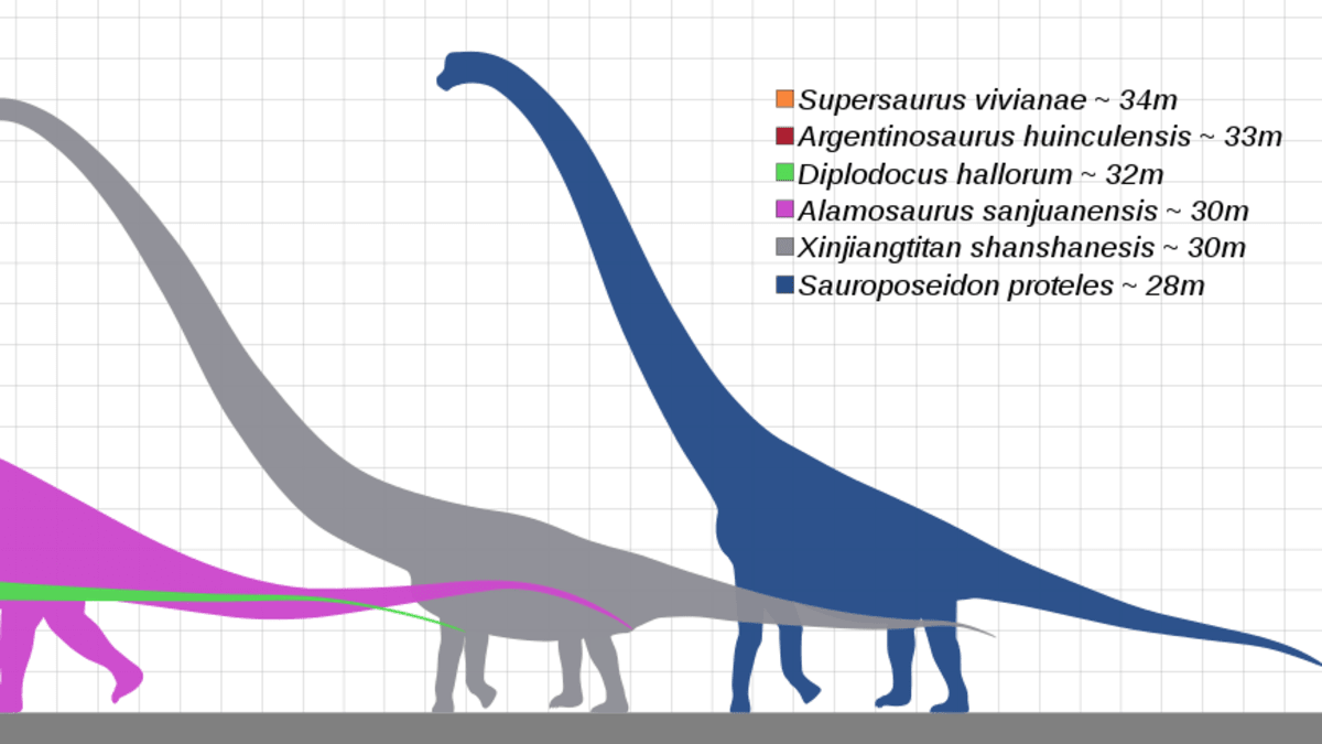 Porovnání velikostí největších dinosaurů. Argentinosaurus je červený.