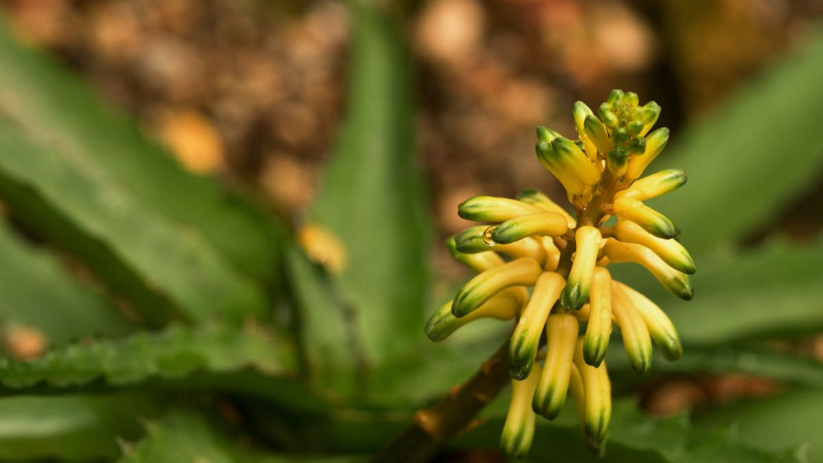 Aloe citrea - poznáte ji od Aloe vera?