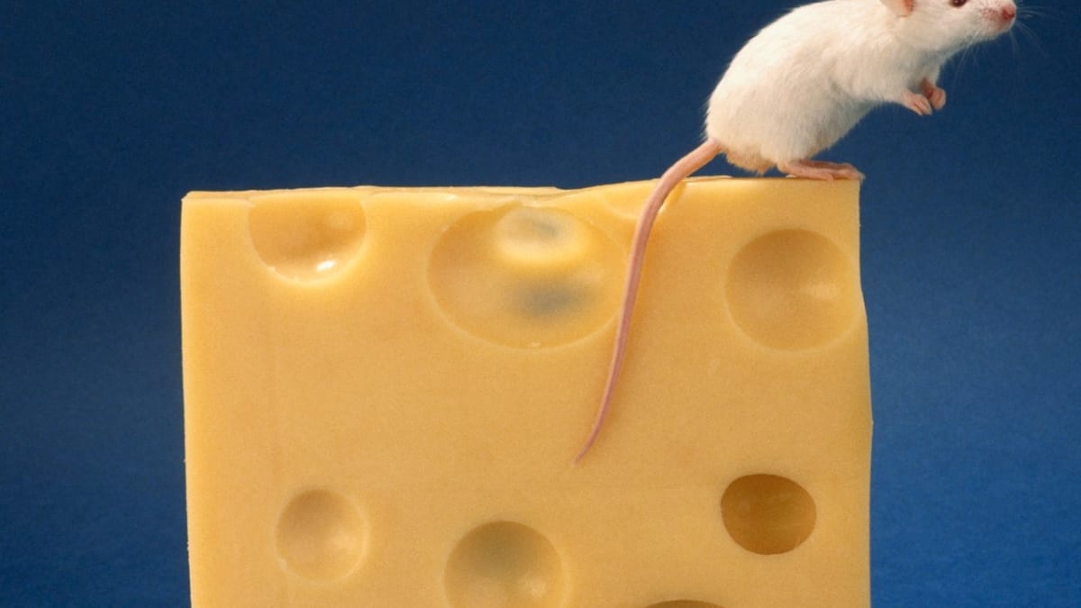 Myš a sýr