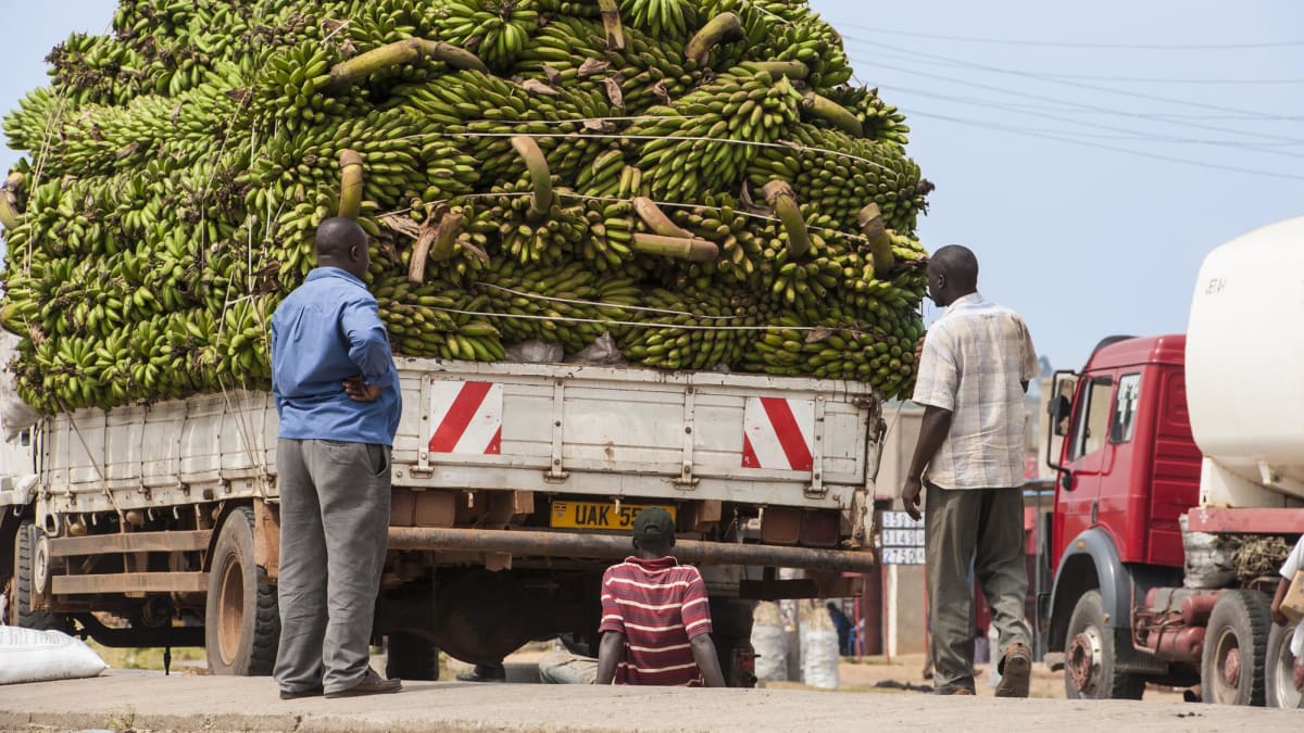 Uganda - banány