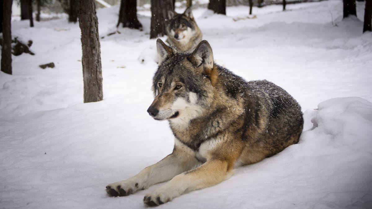 Vlci si v péči o srst navzájem pomáhají.