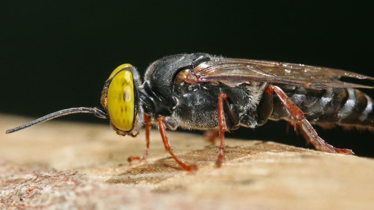 blanokřídlá kutilka, včelák rodu Tachysphex