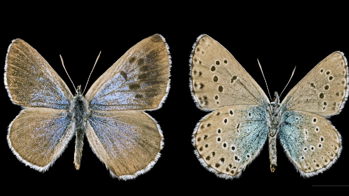 Modrásek černoskvrnný  vlevo samec, vpravo samice