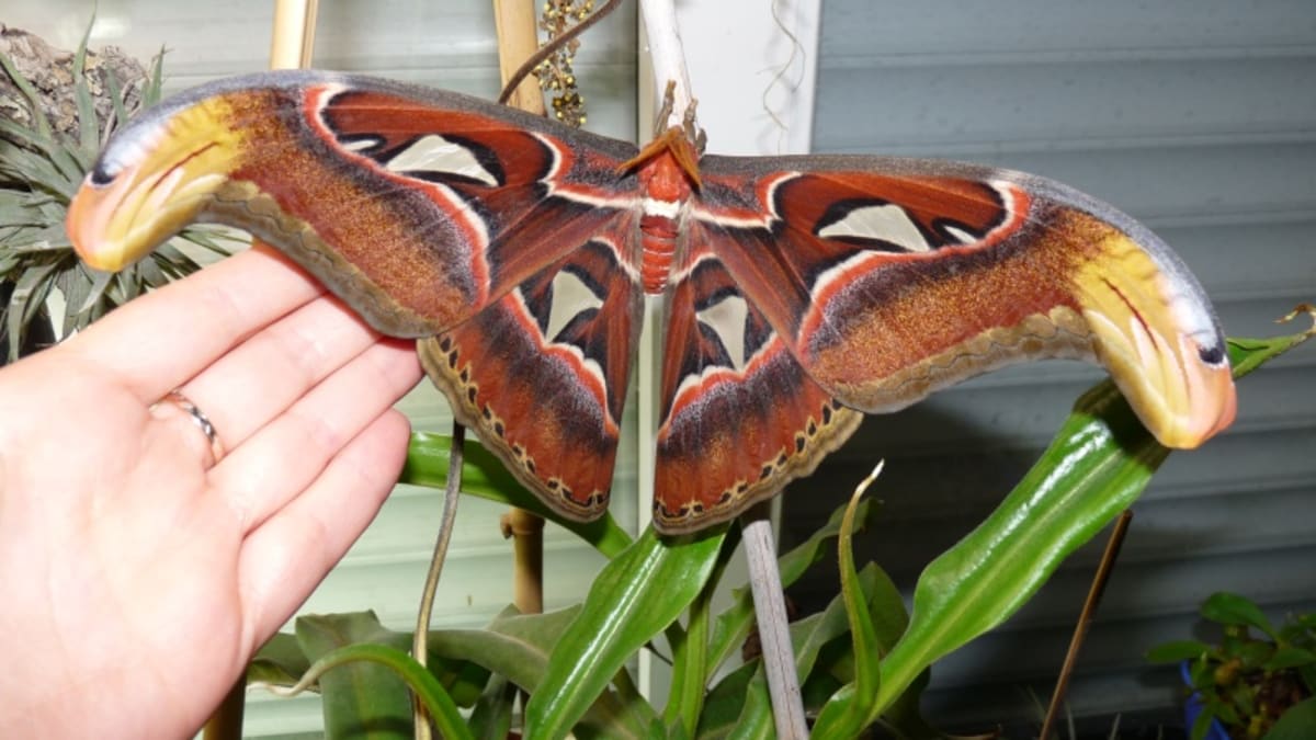 Největší motýl světa Attacus atlas