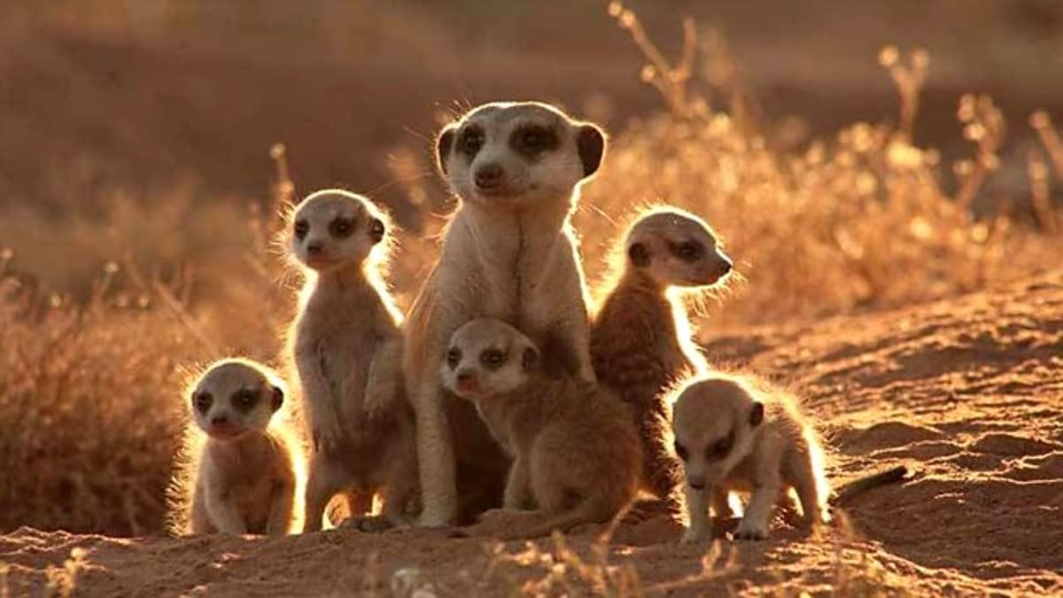 Africké surikaty