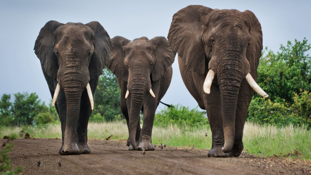 Běžný Afričan slona nikdy neuvidí - zaplatit pět dolarů za vstup do rezervace je nad jeho možnosti