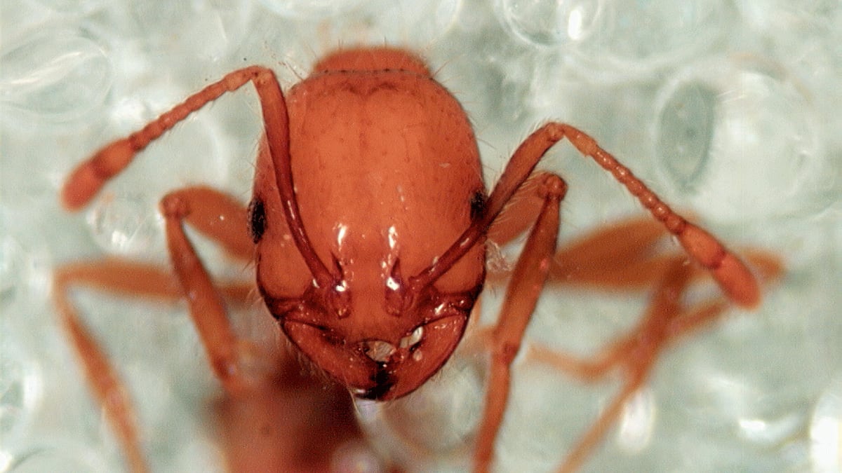 Ohňový mravenec druhu Solenopsis geminata