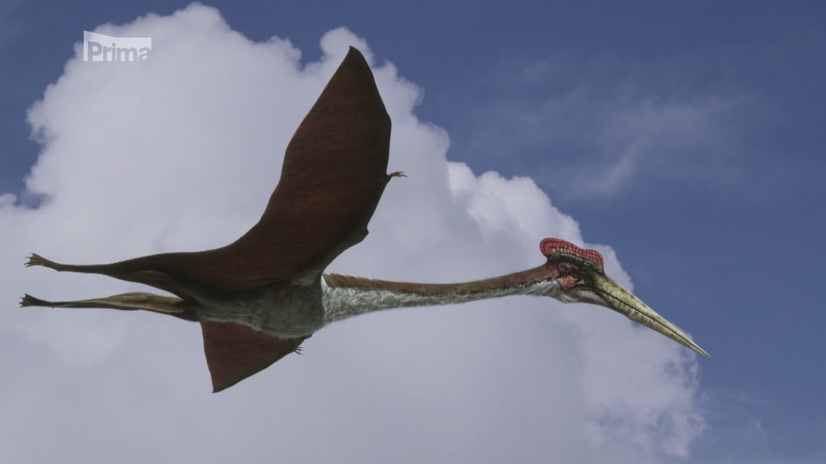 Quetzalcoatlus měl rozpětí 15 metrů a připomínal létající žirafu