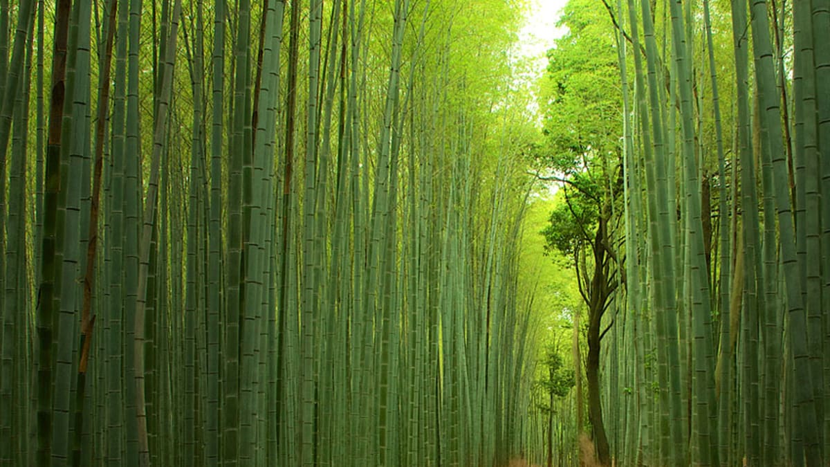 20 míst, která musíte vidět, než zemřete: Bambusové pralesy