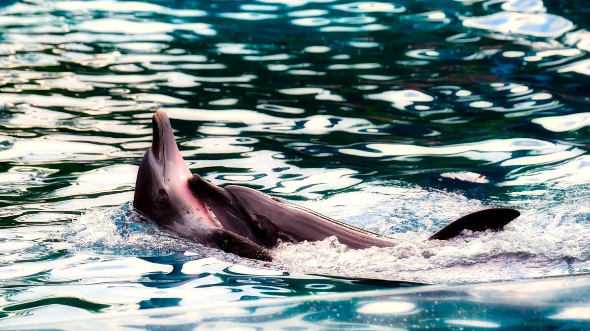 Delfíni mají Alzeimera