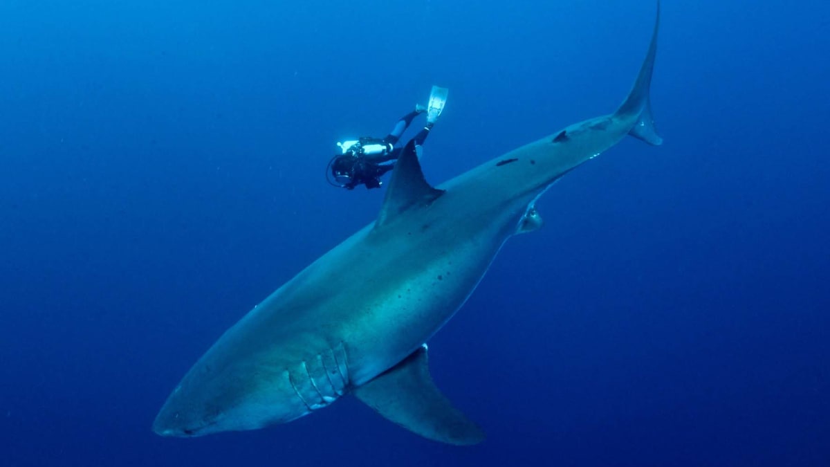 Žraloci jsou ve Středozemním moři vcelku běžní