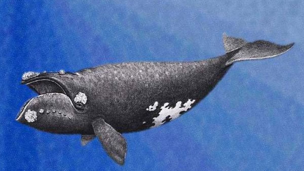 Kresba velryby japonské