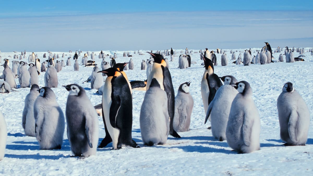 Kolonie tučňáka císařského