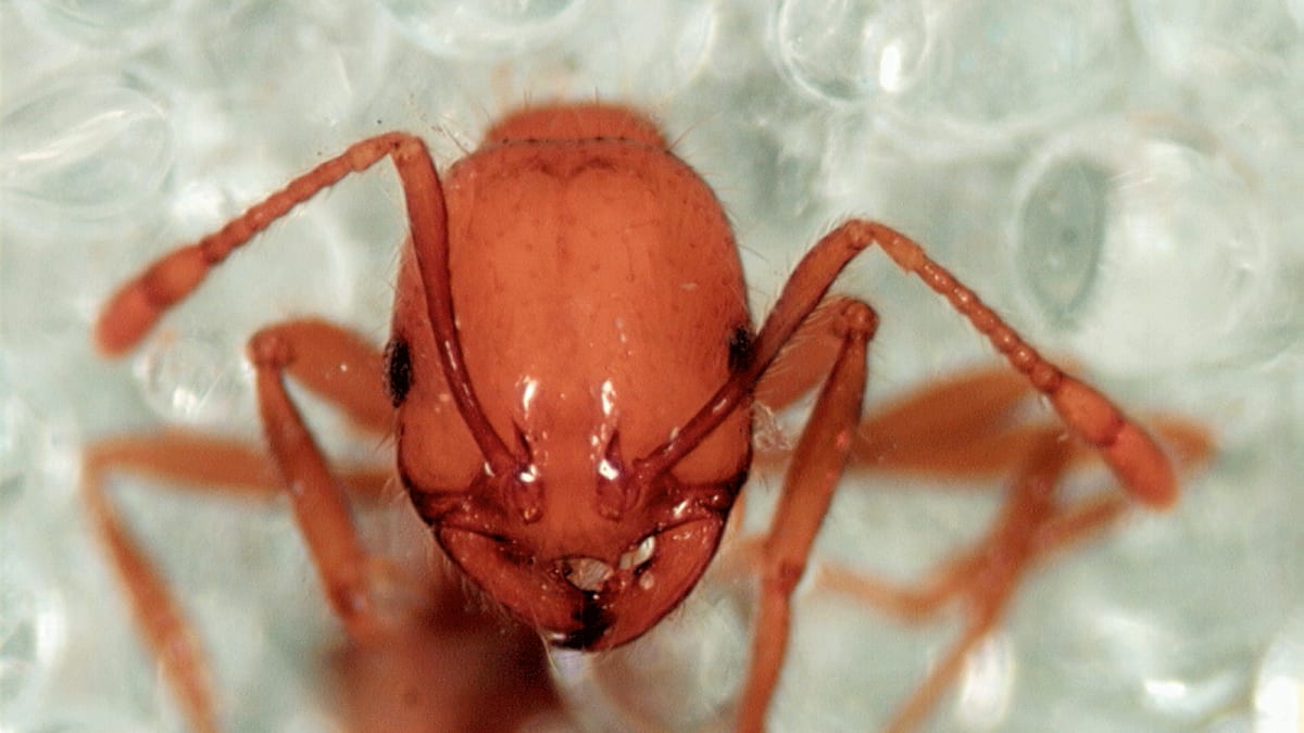 Mravenec rodu Solenopsis