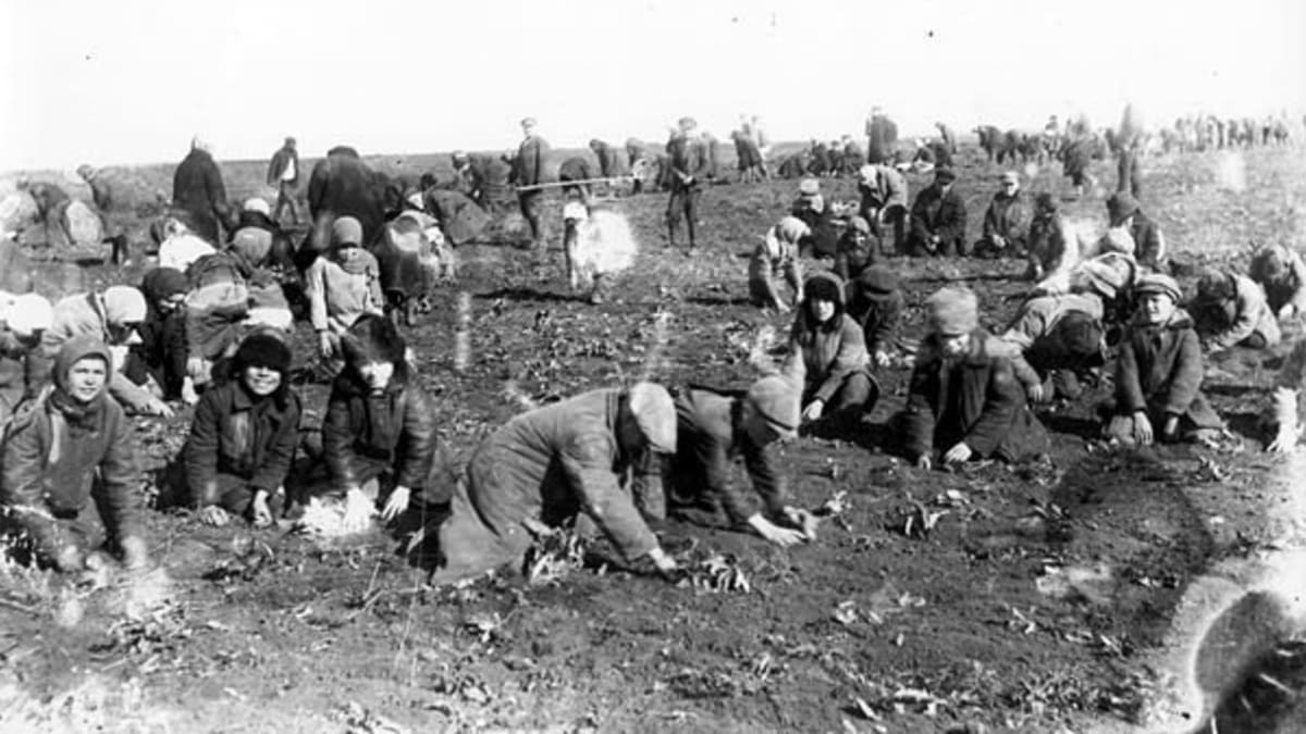 Děti vybírají zmrzlé brambory z pole kolchozu, Doněcká oblast, 1933.