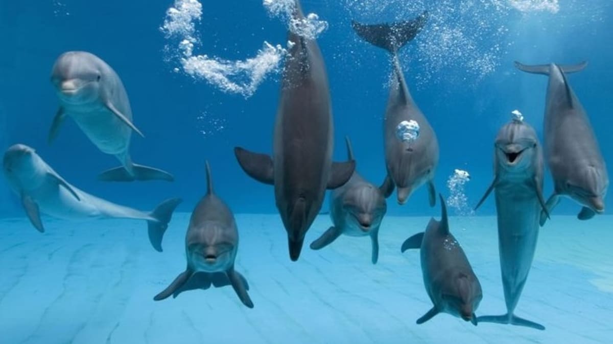 Delfíní rodinka