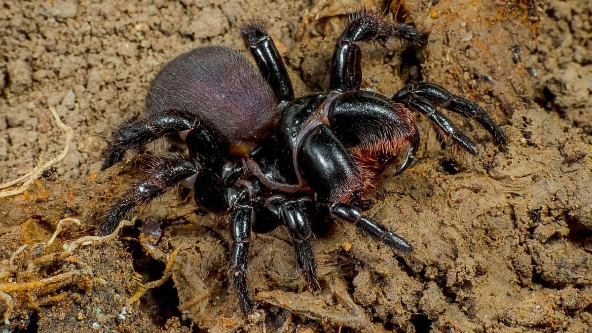 Australský pavouk druhu Missulena bradleyi  1