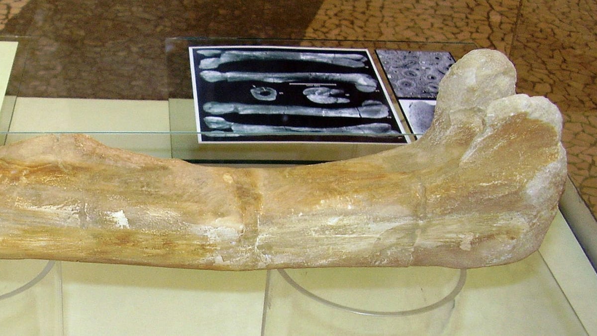 Burianosaurova stehenní kost