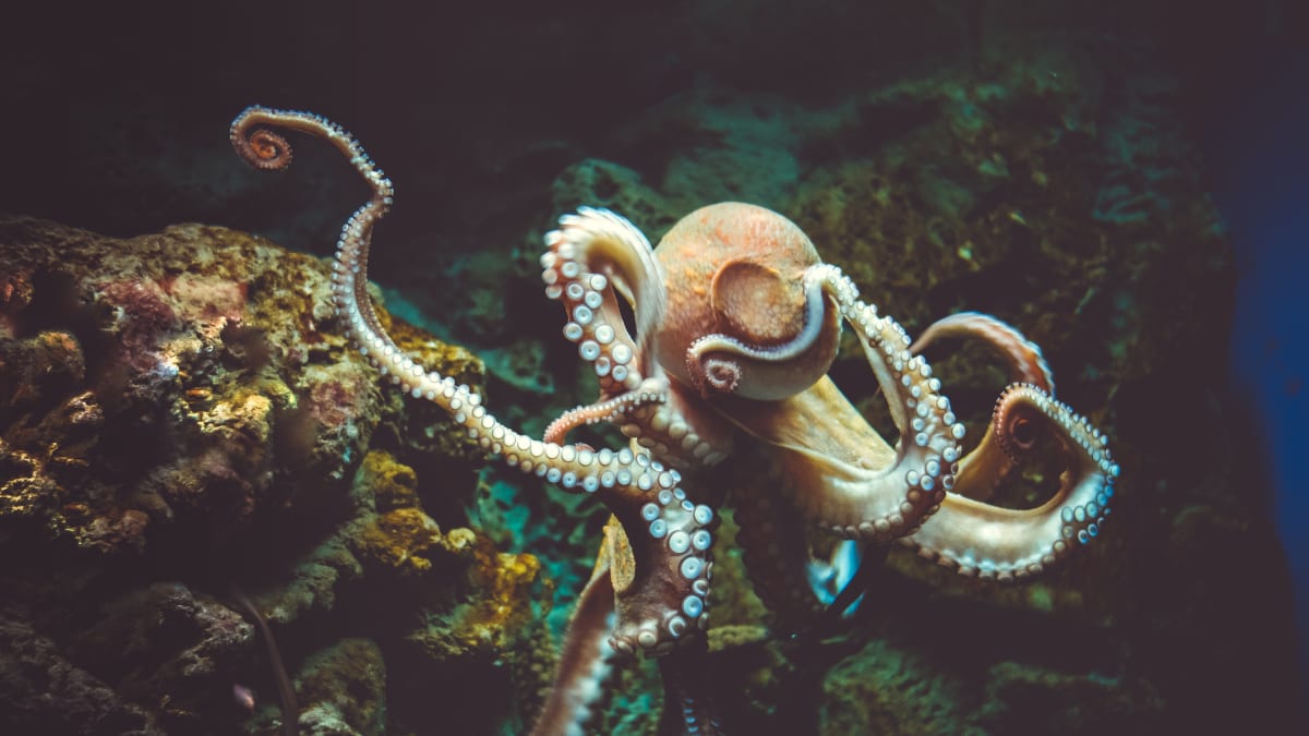 chobotnice 2