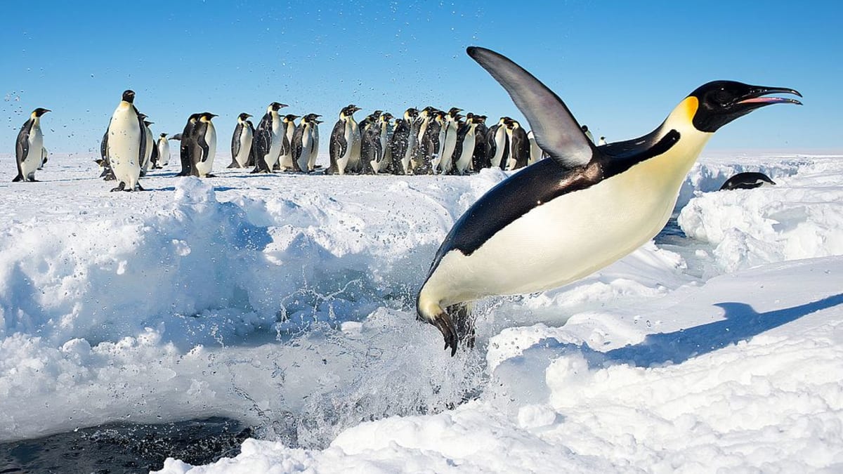 tučňák císařský v Antarktidě