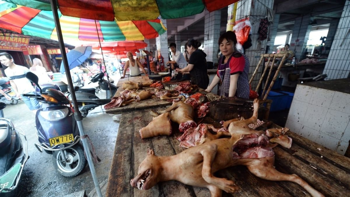 Julin: svátek psího masa v Číně - Obrázek 2