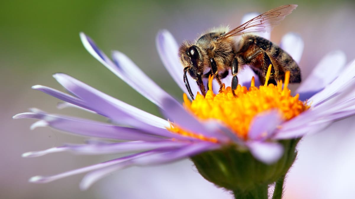 Jak může včelám pomoci očkování?