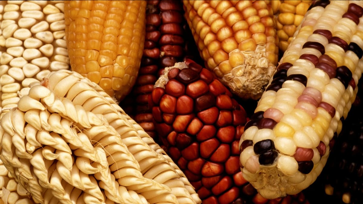 GMO kukuřice - dnes už běžná plodina