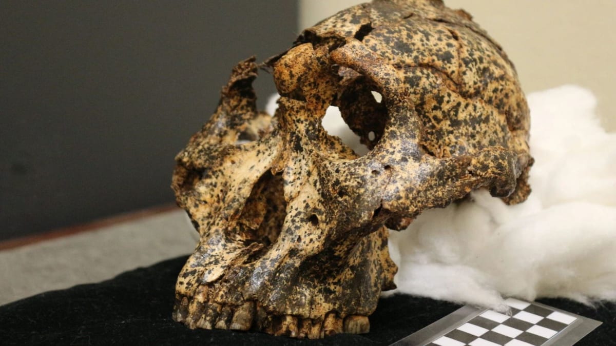 Nalezená lebka lebka australopitéka
