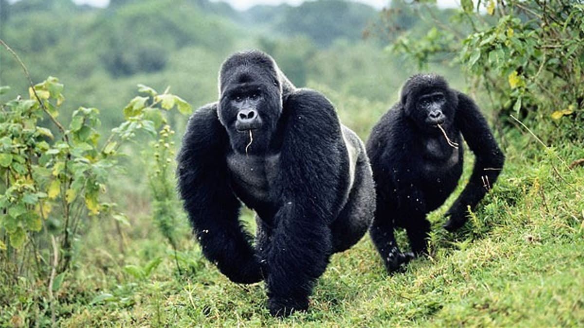 Běžící gorily v Kongu