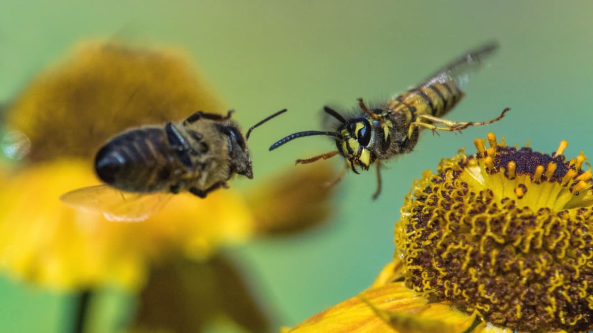 Včely spolu válčí podobně jako mravenci