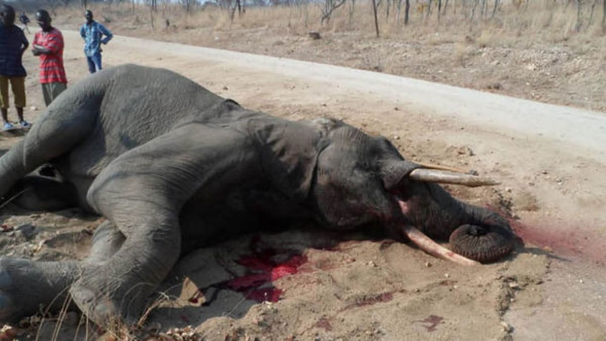Upytlačený slon v Zimbabwe