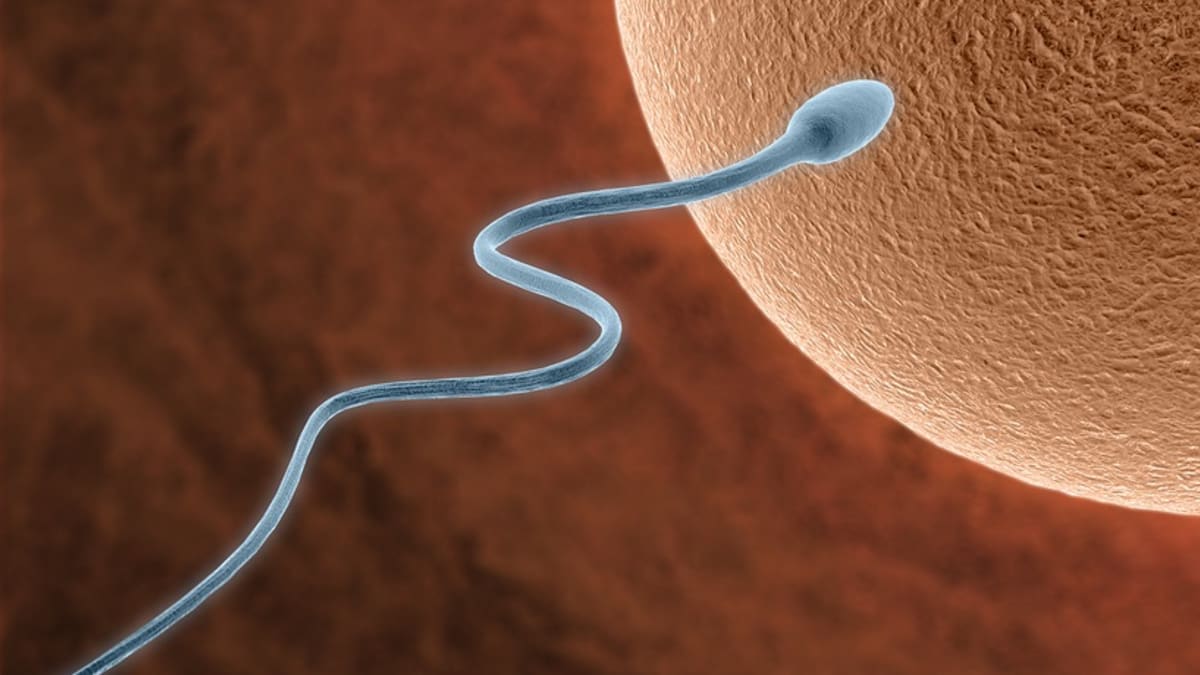 Spermie míří do vajíčka