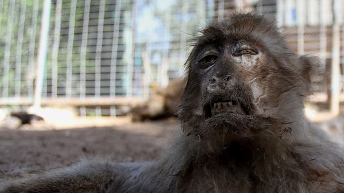 Mrtvá opice v zoo Chán Júnis