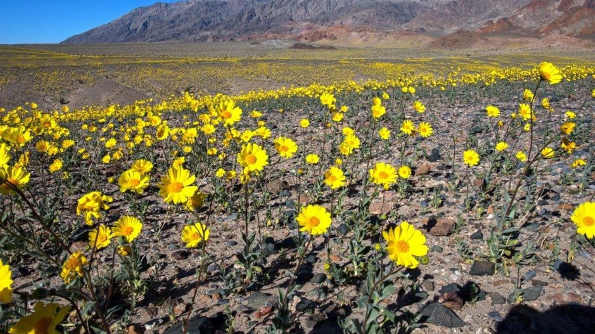 Kamenitá půda Údolí smrti se jednou za několik let pokryje miliony květin