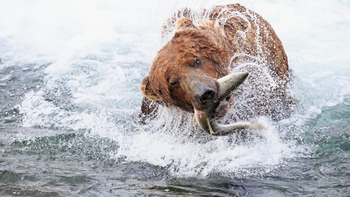 Aljašský medvěd